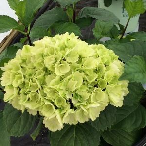 Meet your Posher, Ellen